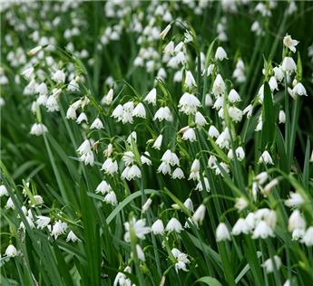 [135369] Leucojum gravetye Giant * 3 pc cal.12/14 * bulbes bio