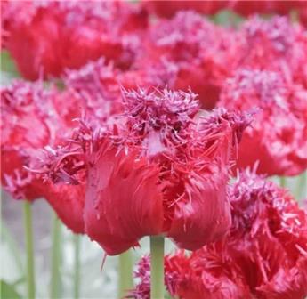 [130813] Tulipe Barbados * 5 pc cal.12/+
