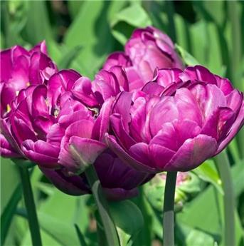 [141940] Tulipe Blue Wow * 7 pc cal.12/+