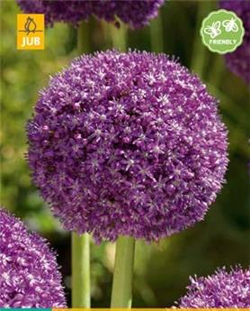 [135486] Allium Ambassador * 1 pc cal.18/20