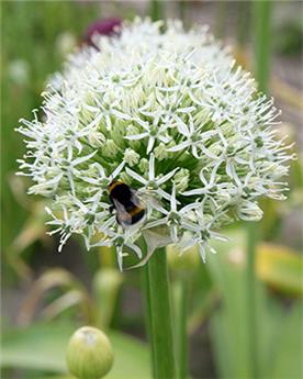 [137557] Allium Mount Everest * 1 pc cal.20/+