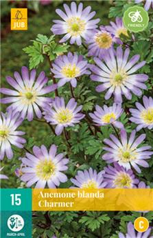 [145135] Anemone blanda Charmer * 15 pc cal.5/+