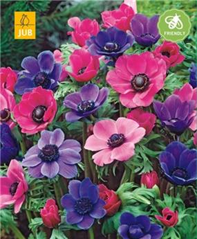 [145134] Anemone coronaria Rose / Pourpre  * 15 Pc Cal. 5/6 - NEW 2024