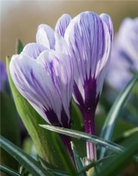 [130761] Crocus Pickwick * 10 pc cal.8/9