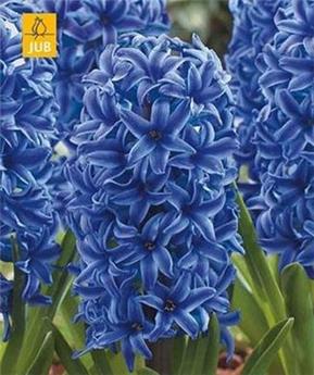 [130787] Hyacinthe Blue Jacket * 5 pc cal.15/16 ** Très parfumé **