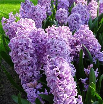 [135272] Hyacinthe Splendid Cornelia * 5 pc cal.15/16