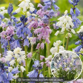 [135292] Hyacinthoides hispanica mix * 10 pc cal.8/10