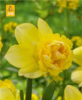 [145129] Narcisse Milena double * 5 pc cal.10/12 - NEW 2024