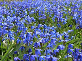 [127455] Scilla siberica * 20 pc cal.7/8