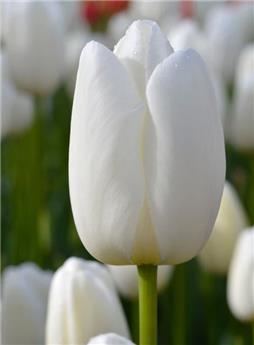 [130905] Tulipe Clearwater * 10 pc cal.11/12