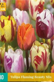 [135419] Tulipe flaming beauty mix * 10 pc cal.11/12