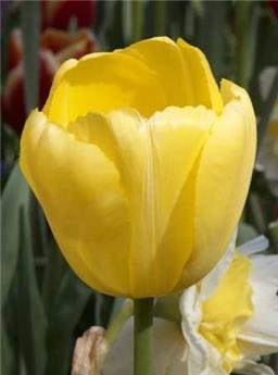 [140028] Tulipe Novi Sun  * 10 pc cal.11/12