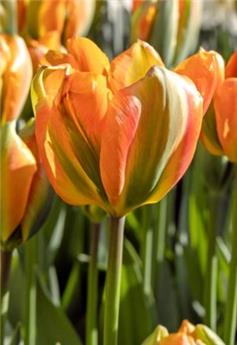 [145126] Tulipe Orange Marmelade * 7 pc cal.11/12 - New 2024