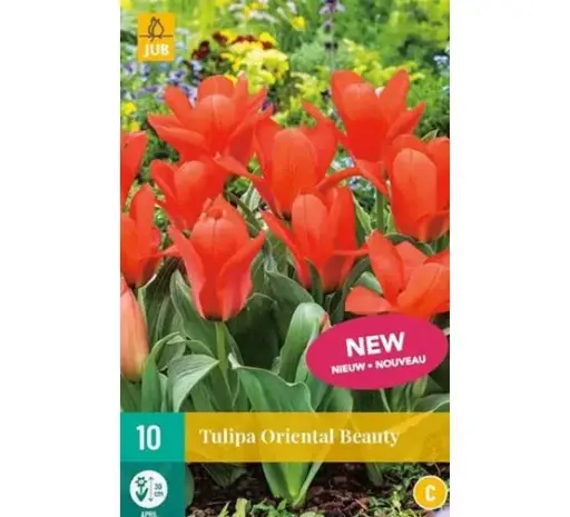 [141958] Tulipe Oriental Beauty * 7 pc cal.11/12