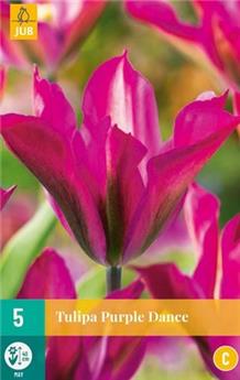 [140242] Tulipe Purple Dance * 7 pc cal.11/12