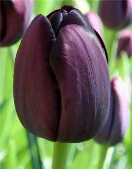 [131142] Tulipe Queen of Night * 7 pc cal.11/12
