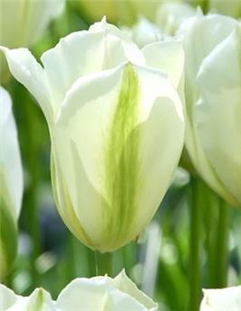 [130764] Tulipe Spring Green * 7 pc cal.11/12