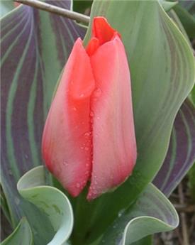 [140247] Tulipe Trauttmansdorf  * 7 pc cal.11/12