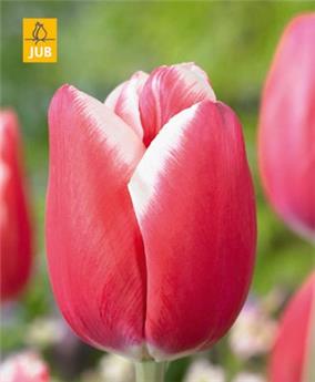 [145122] Tulipe Universum * 7 pc cal.11/12 - New 2024