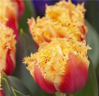 [145194] Tulipe Brisbane Frangée * 5 pc cal.11/12
