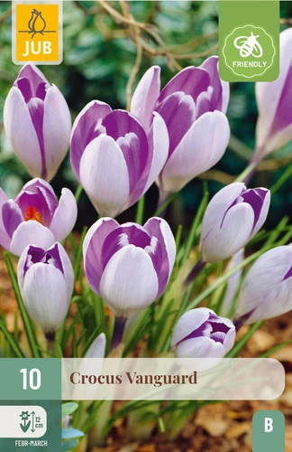 [143849] Crocus Vanguard * 10 pc cal.7/8