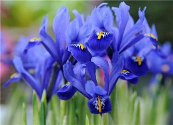 [130891] Iris dwarf mix * 15 pc cal.5/6