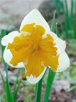 [135338] Narcisse Orangery * 5 pc cal.12/14
