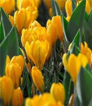[130729] Crocus Golden Yellow * 10 pc cal.8/9