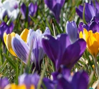 [130752] Crocus grandes fleurs mix * 10 pc cal.8/9