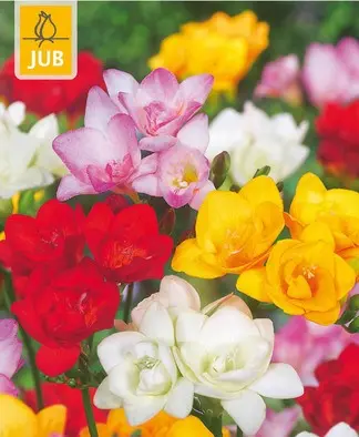 [135329] Freesia double double mix * 20 pc cal.5/+ ** Parfumé **