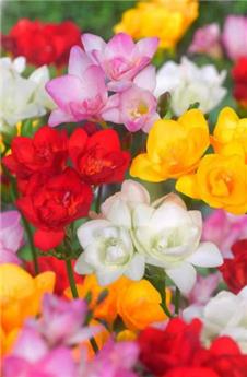 [135330] Freesia single mix * 20 pc cal.5/+ ** Parfumé **