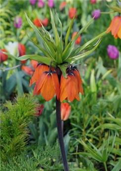 [130889] Fritillaria imperialis Aurora * 1 pc cal.20/24 ** Répulsif taupes - mulots**