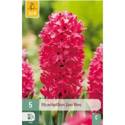 [135269] Hyacinthe Jan Bos * 5 pc cal.15/16 ** Très parfumé**