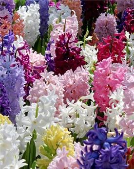 [130899] Hyacinthe mix * 5 pc cal.15/16