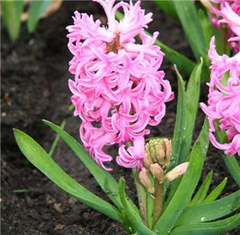 [135270] Hyacinthe Pink Pearl * 5 pc cal.15/16 ** Très parfumée **