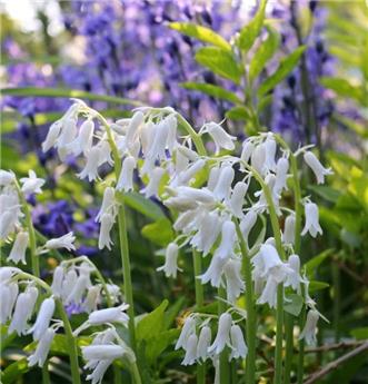 [135293] Hyacinthoides hispanica Alba * 10 pc cal.8/10