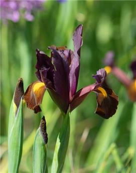 [135408] Iris hollandica Red Ember * 10 pc cal.7/8