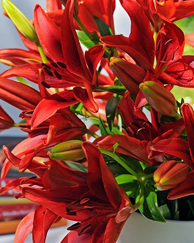 [135464] Lilium Asiatic rouge * 2 pc cal.16/18