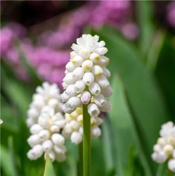 [141942] MUSCARI AUCHERI WHITE MAGIC 7/8 * 15 PC