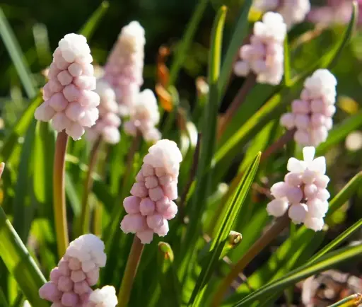 [140211] Muscari Pink Sunrise 3 Pc 5/+ * Etonnant muscari rose **
