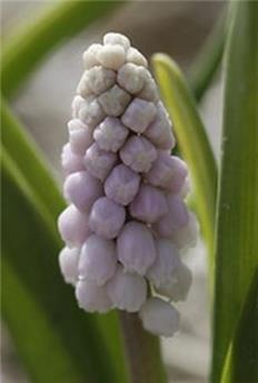 [140211] Muscari Pink Sunrise 3 Pc 5/+ ***New 2021*** ** Etonnant muscari rose **