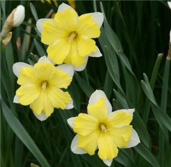 [140252] Narcisse Cassata * 5 pc cal.12/14