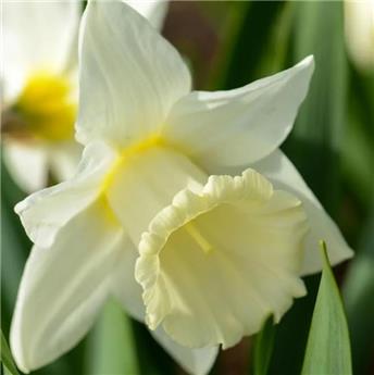 [130766] Narcisse Mount Hood * 5 pc cal.12/14