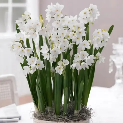[135332] Narcisse Paperwhite * 3 pc cal.15/16 ** Très parfumé: pour l´intérieur  **