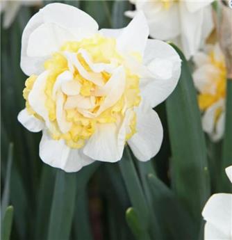 [135375] Narcisse Westward * 5 pc cal.12/14