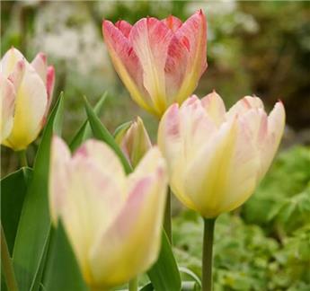 [131084] Tulipe Antoinette * 7 pc cal.11/12