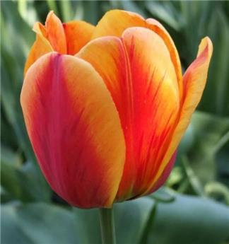 [130767] Tulipe Apeldoorn S Elite * 10 pc cal.11/12