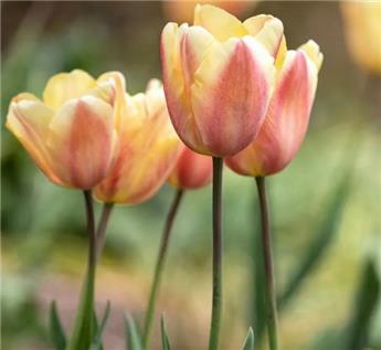 [130773] Tulipe Apricot Favourite * 7 pc cal.11/12