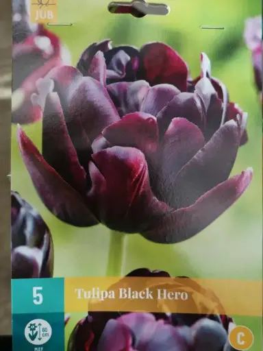 [135449] Tulipe Black Hero * 5 pc cal.11/12
