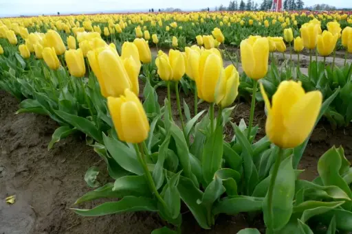 [135320] Tulipe Candela * 10 pc cal.11/12